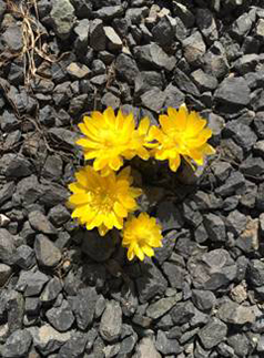 写真ギャラリー